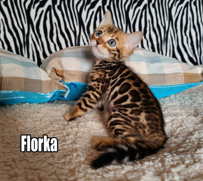 Kocięta bengalskie z rodowodem