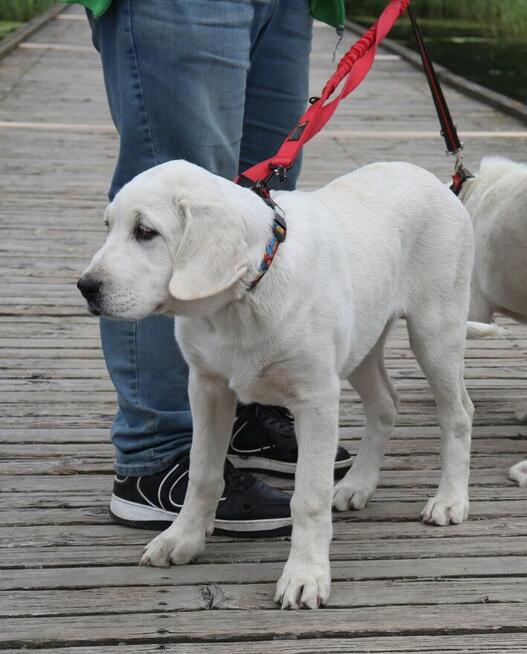 Owczarek środkowoazjatycki