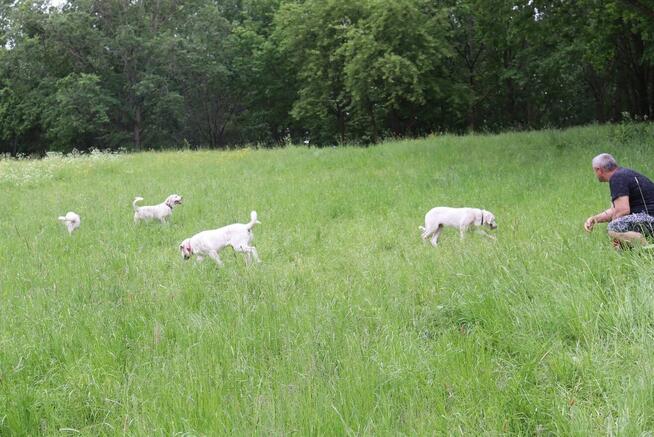 Owczarek środkowoazjatycki
