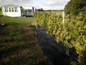 Działka 1.25 h z linią brzegową jeziora, plaża i winnicą