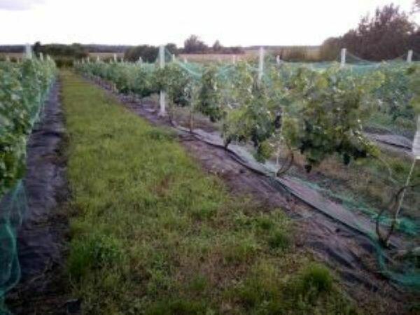 Działka 1.25 h z linią brzegową jeziora, plaża i winnicą