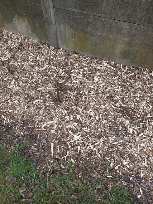 Zrębki z drzew liściastych