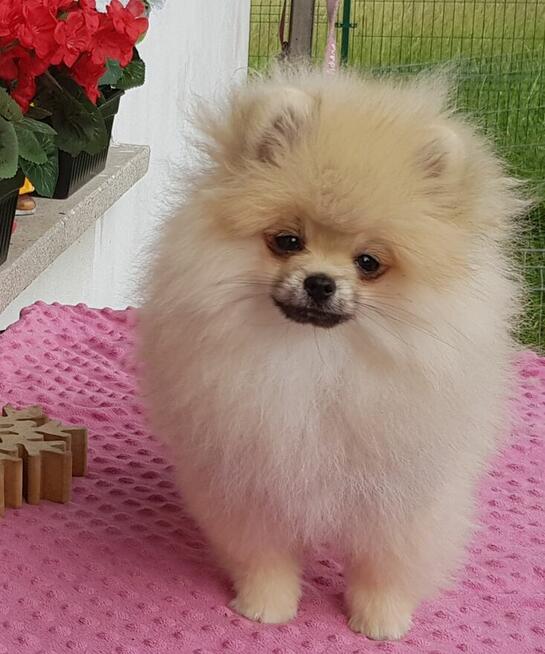 Piękna Pomeranianka