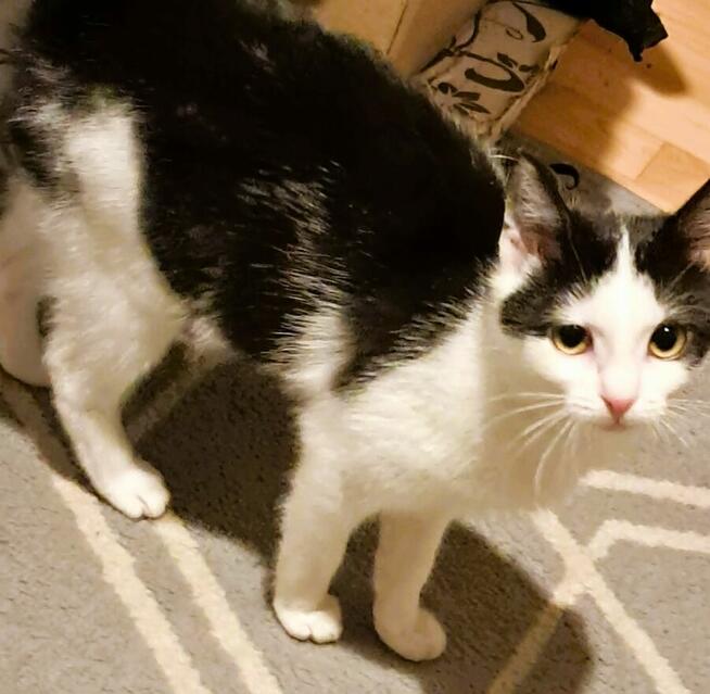 PIANKA - super kicia szuka domu