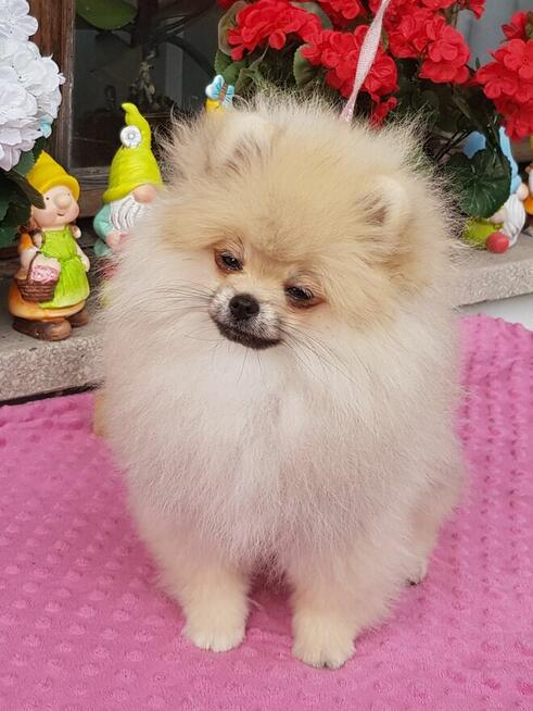 Piękna Pomeranianka