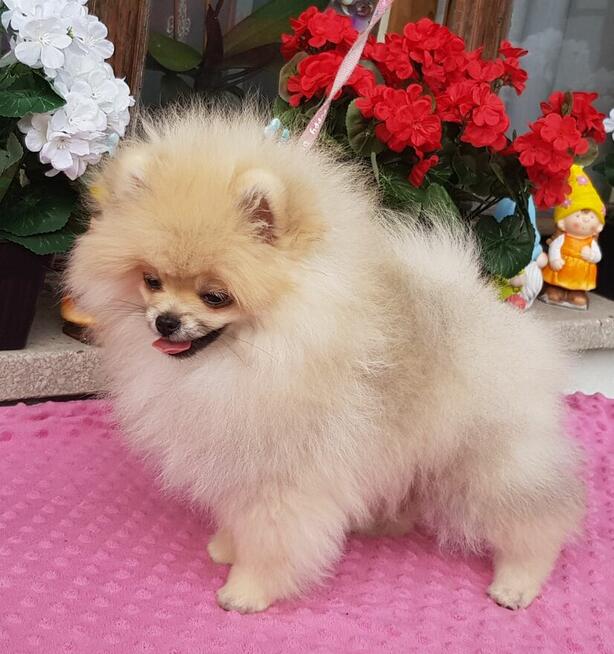 Piękna Pomeranianka