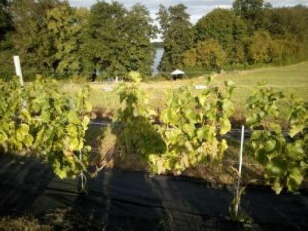 Działka 1.25 h z linią brzegową jeziora, plaża i winnicą