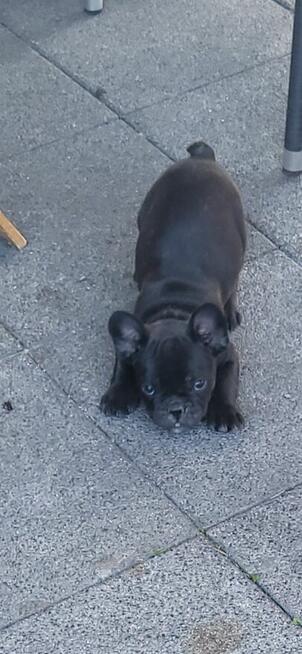 Buldog francuski