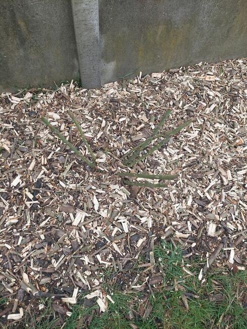 Zrębki z drzew liściastych