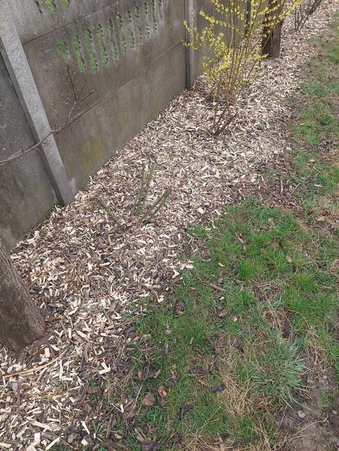 Zrębki z drzew liściastych