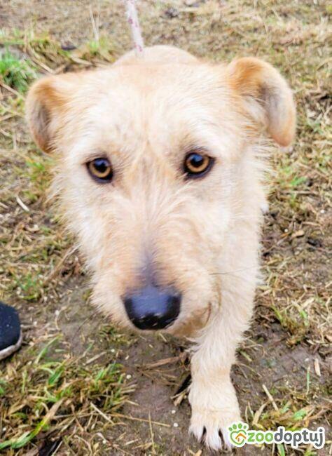 Kremuś - mały, delikatny psiak szuka super domu