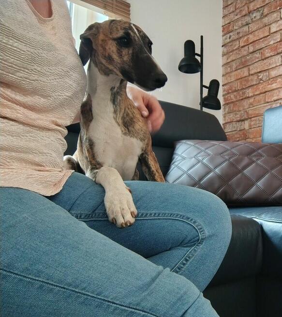 Chart angielski whippet FCI