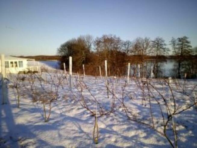 Działka 1.25 h z linią brzegową jeziora, plaża i winnicą