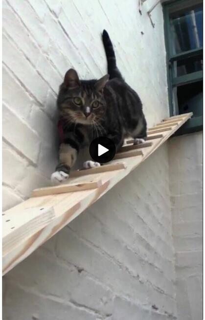 Drabinka dla kota