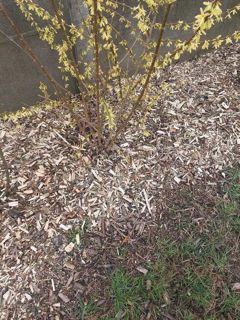 Zrębki z drzew liściastych