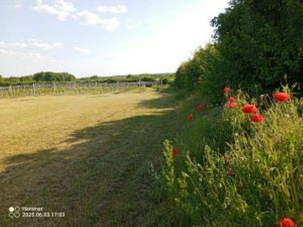 Działka 1.25 h z linią brzegową jeziora, plaża i winnicą