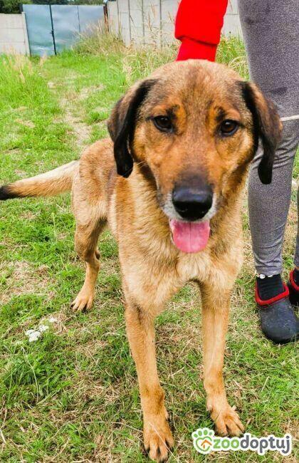 BODZIO - oddany, wierny psiak szuka domu