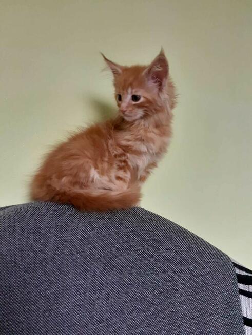 Kociaki maine coon
