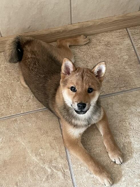 Szczeniak Shiba Inu