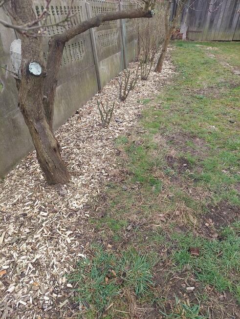 Zrębki z drzew liściastych