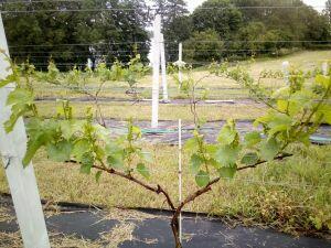 Działka 1.25 h z linią brzegową jeziora, plaża i winnicą