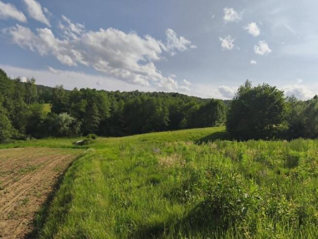 Działka w Lipnicy Dolnej - 99 arów