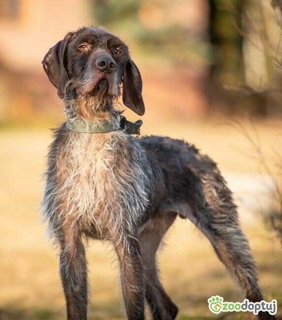 FRED - piękny wyżeł niemiecki szuka domu
