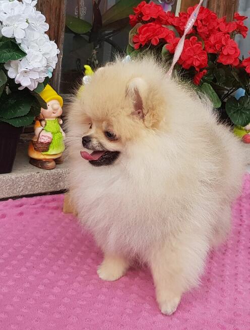 Piękna Pomeranianka