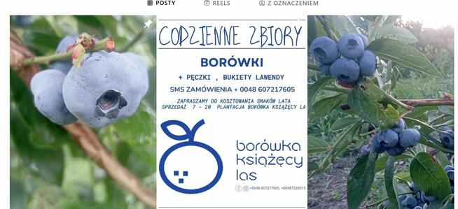 PRACA SEZONOWA - ZBIÓR BORÓWKI + Start ZA 10 DNI