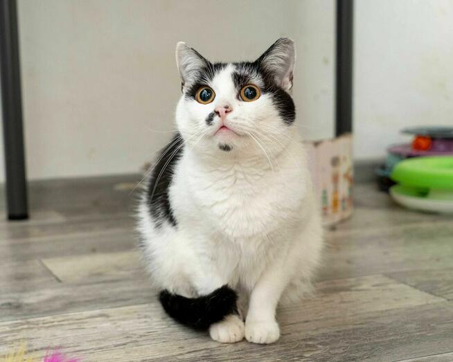 CICIA - spokojna koteczka szuka domu