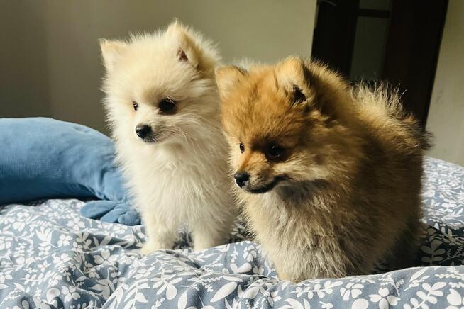 Szpic miniaturowy pomeranian szczeniaki