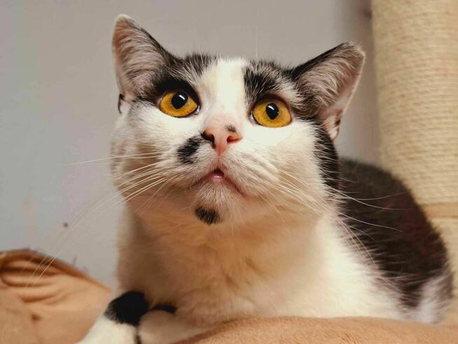 CICIA - spokojna koteczka szuka domu