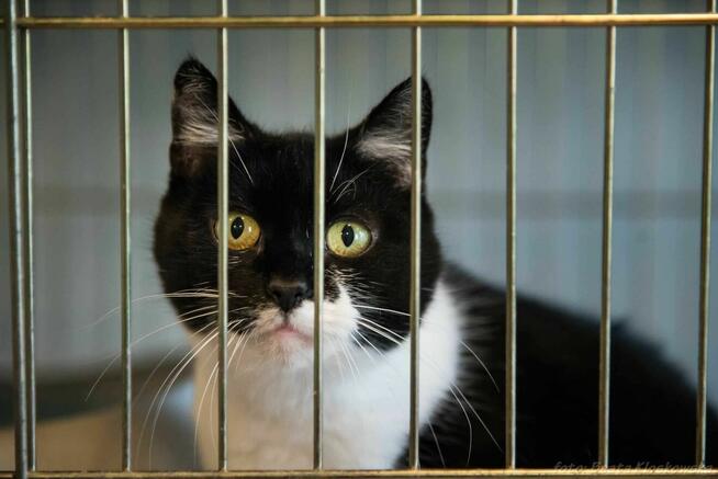 GUSIA - spokojna i miła kotka szuka dobrego domu/Poznań