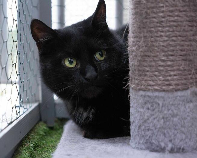 PRAŻYNKA - spokojna koteczka szuka kochającego domu/Poznań