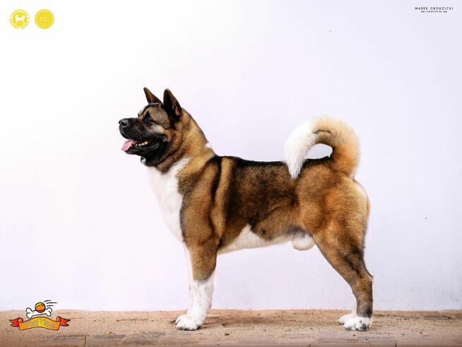 Szczenięta AKITA AMERYKAŃSKA - hodowla PlayTime FCI