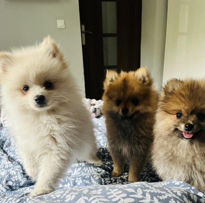Szpic miniaturowy pomeranian szczeniaki