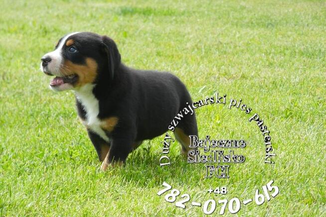 Duży szwajcarski pies pasterski DSPP hodowla szczeniak FCI