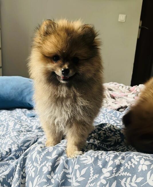 Szpic miniaturowy pomeranian szczeniaki