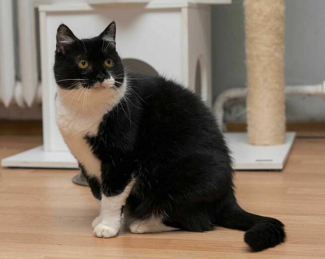 GUSIA - spokojna i miła kotka szuka dobrego domu/Poznań