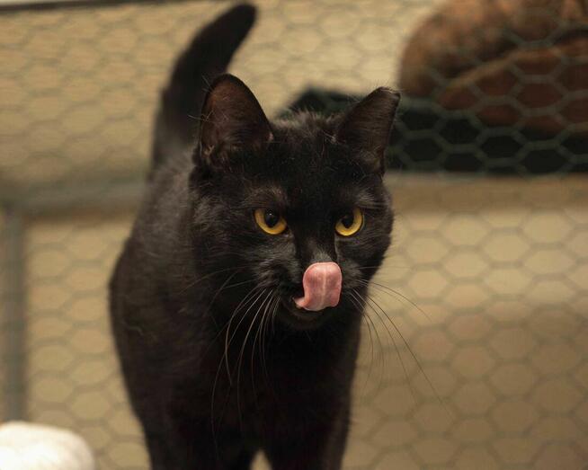 CHRUMKA - słodka i ciekawska koteczka szuka kochającego domu