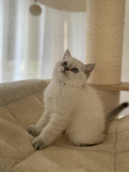 Kocięta brytyjskie krótkowłose – do odbioru w lipc