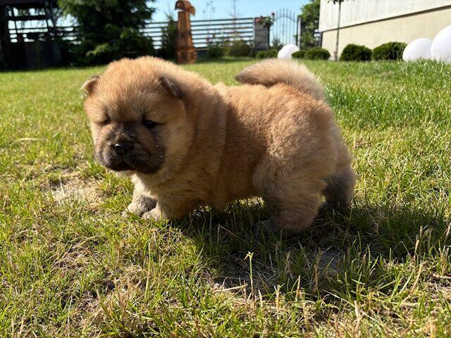CHOW CHOW PIĘKNE SZCZENIĘTA