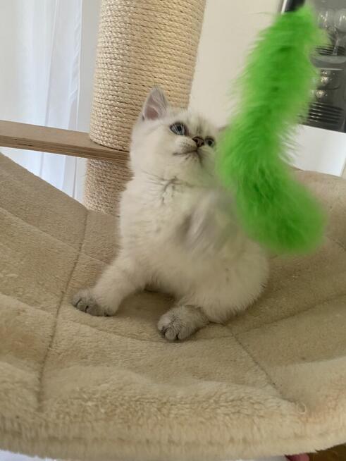 Kocięta brytyjskie krótkowłose – do odbioru w lipc