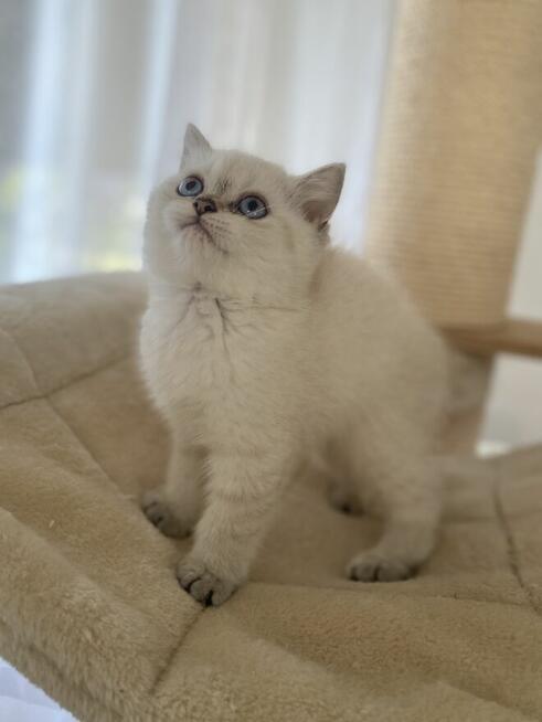 Kocięta brytyjskie krótkowłose – do odbioru w lipc