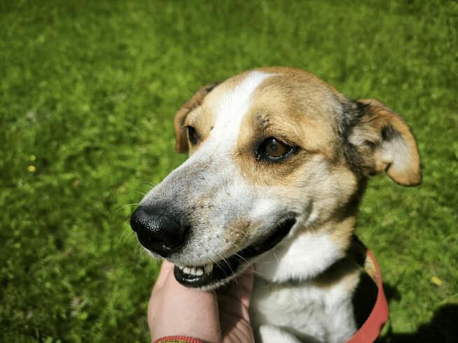 Karmelek prosi o dom