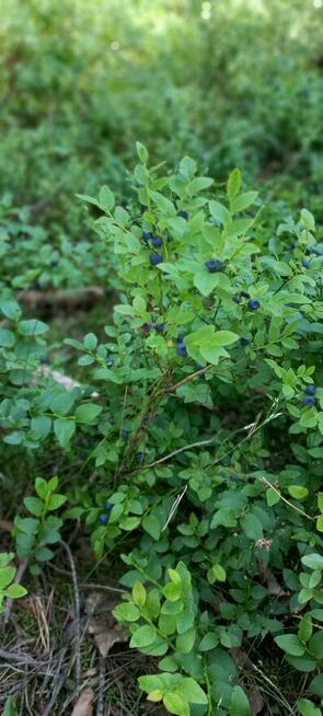 Jagoda , Jagody Leśne