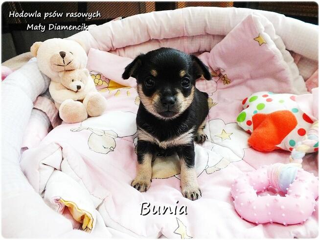Mini Suczka BUNIA Ratlerek XS! Pinczer miniaturowy +Rodowód