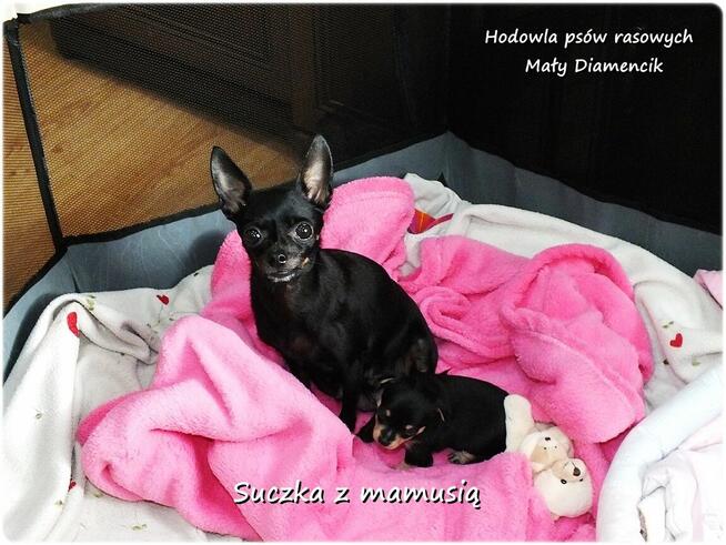 Mini Suczka BUNIA Ratlerek XS! Pinczer miniaturowy Rodowód