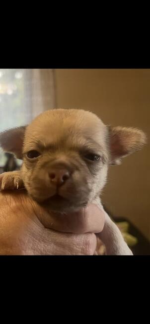 Chihuahua piesek miniaturka