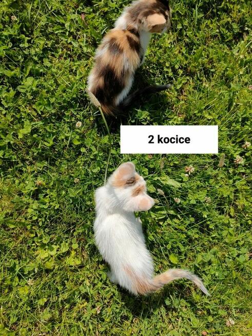 Oddam małe kotki